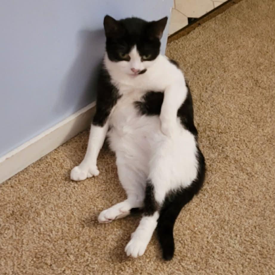 Enlarge Moolissa, a Adoptable Domestic Short Hair in Hampton Bays, NY image 2/6