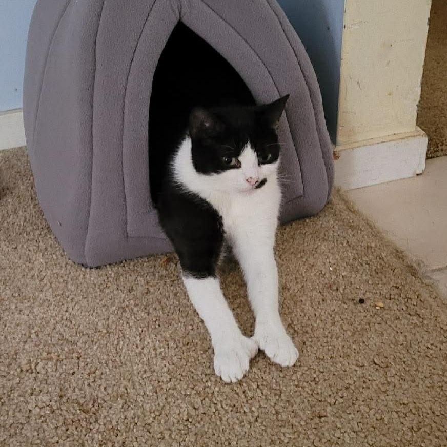 Enlarge Moolissa, a Adoptable Domestic Short Hair in Hampton Bays, NY image 3/6