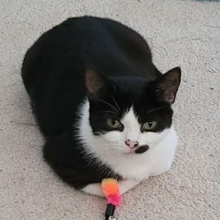 Enlarge Moolissa, a Adoptable Domestic Short Hair in Hampton Bays, NY image 4/6