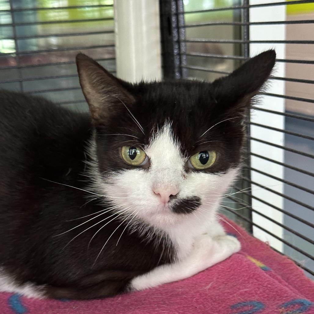 Enlarge Moolissa, a Adoptable Domestic Short Hair in Hampton Bays, NY image 5/6