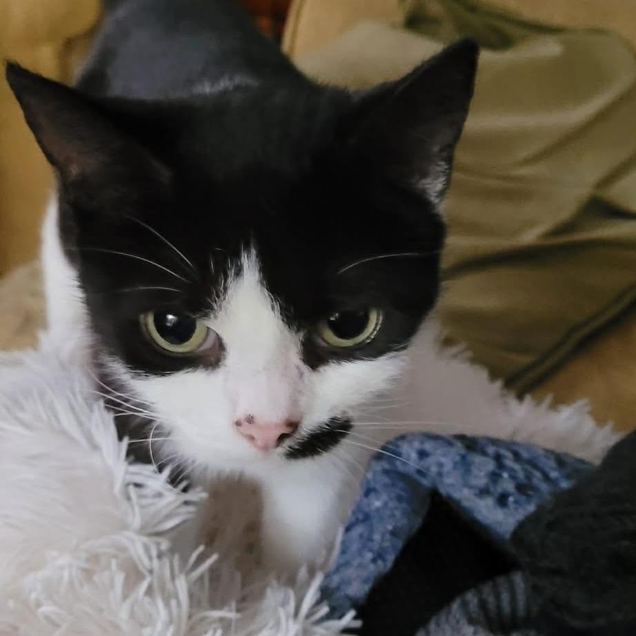 Enlarge Moolissa, a Adoptable Domestic Short Hair in Hampton Bays, NY image 6/6