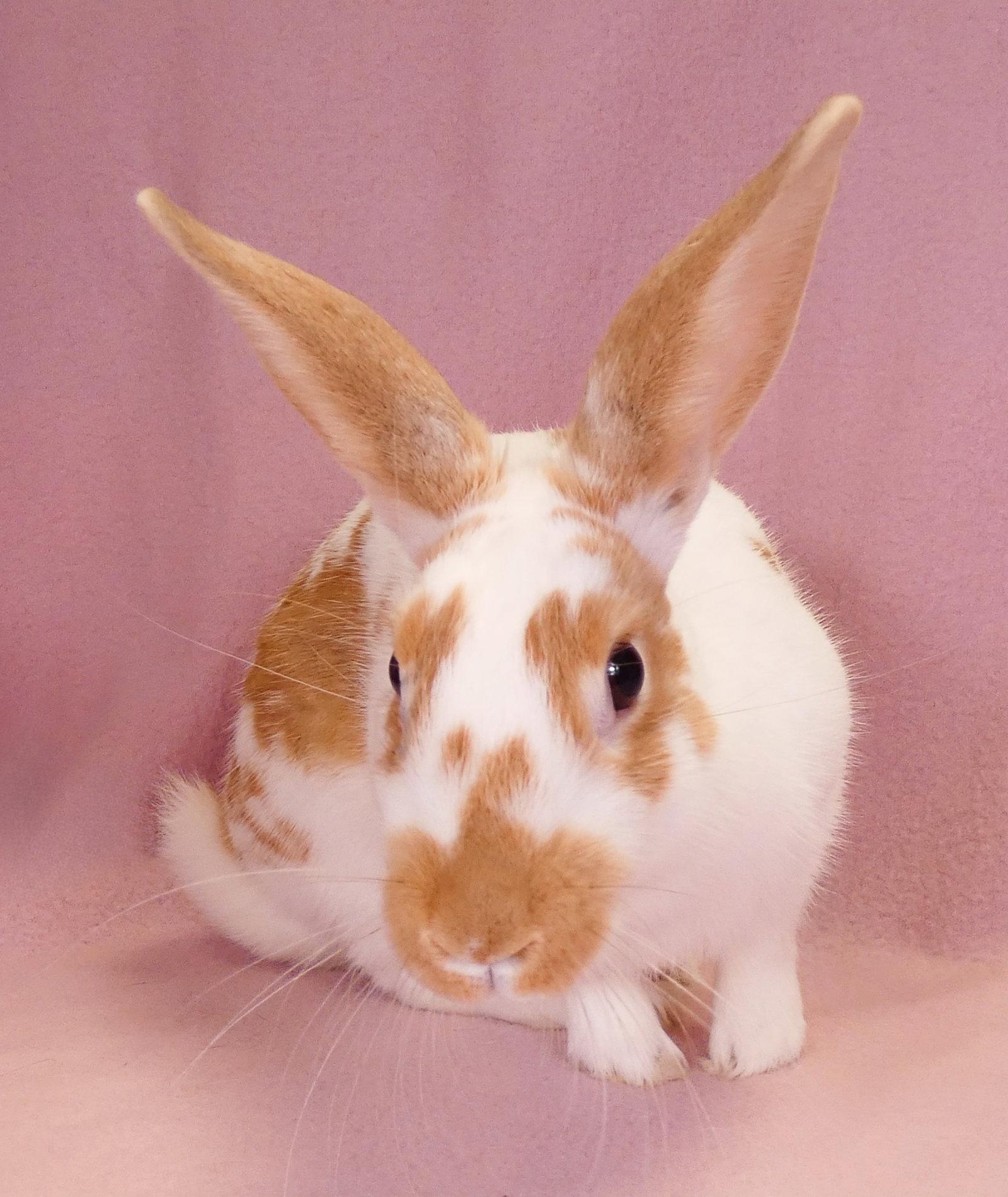 Enlarge NOVA, a Adoptable Bunny Rabbit in Pasadena, CA image 1/2