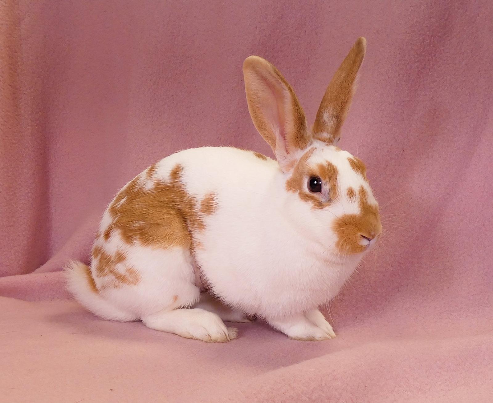 Enlarge NOVA, a Adoptable Bunny Rabbit in Pasadena, CA image 2/2