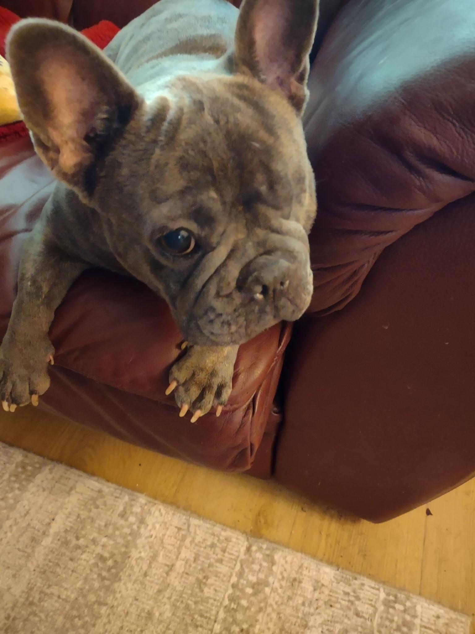 Piper, Adopted, Young Female French Bulldog.