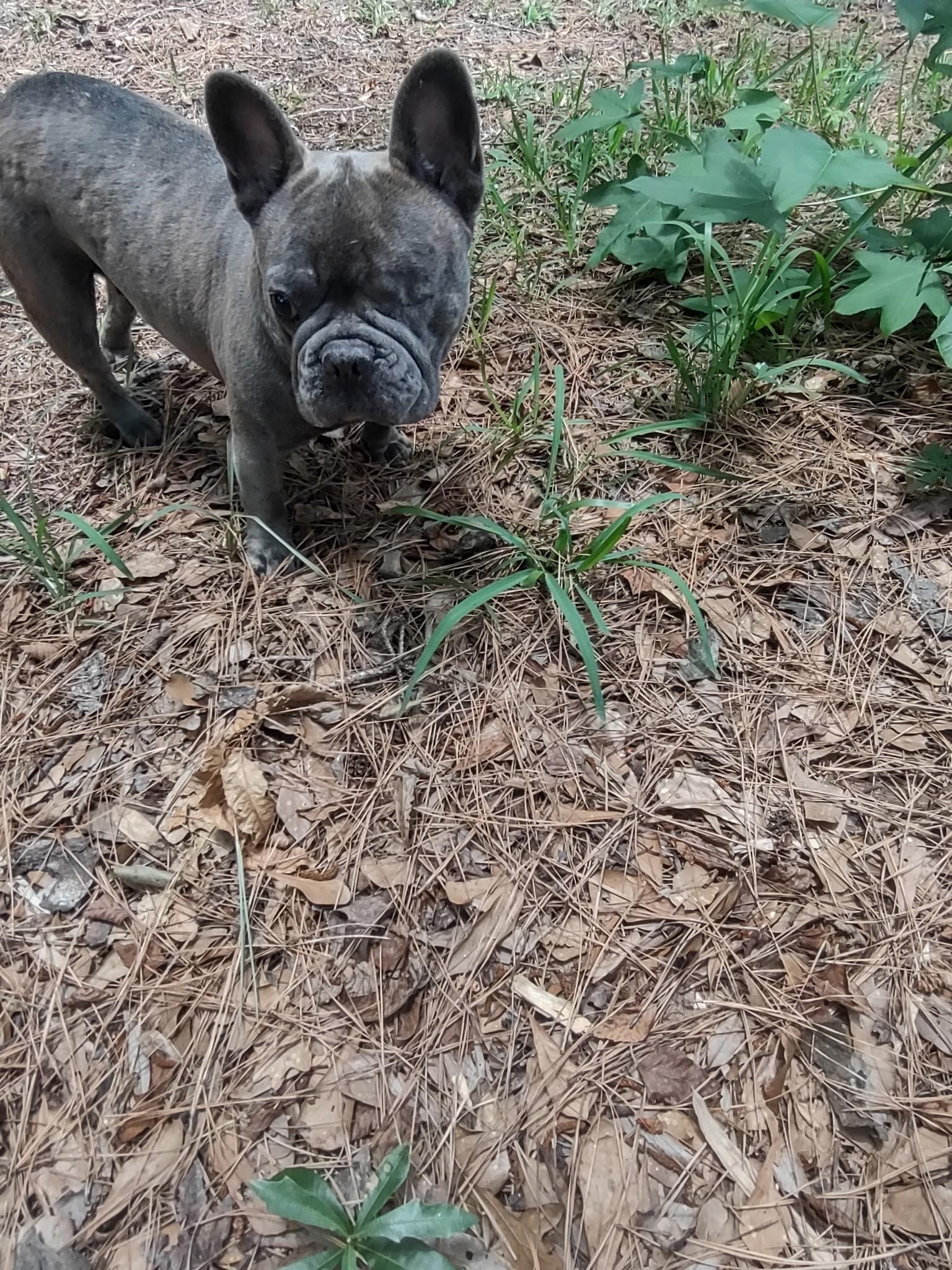 Piper, a Adopted French Bulldog in Bonneau, SC image 2/2