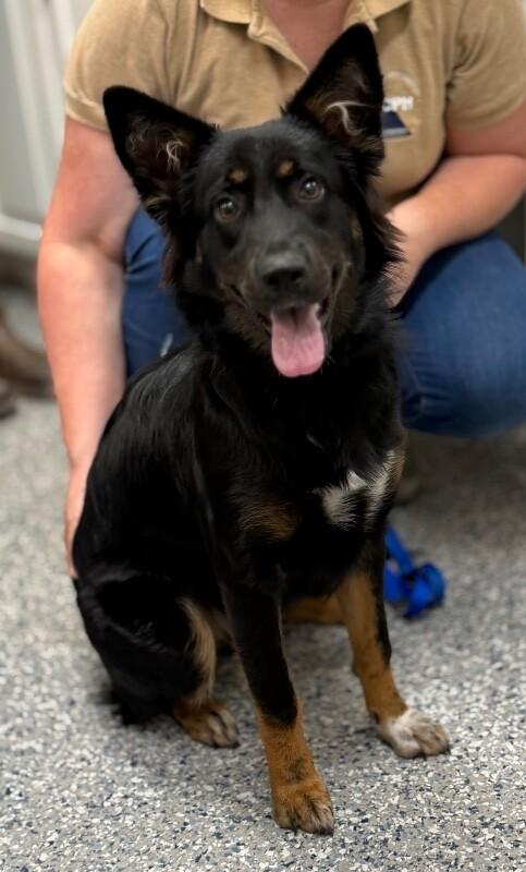 Enlarge Nickey, a Adoptable mixed breed in Burgaw, NC image 1/1