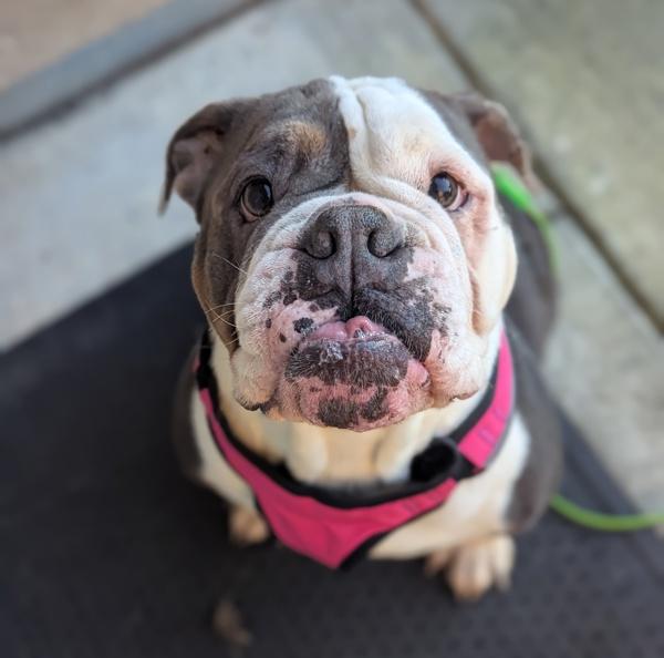 Enlarge Koda, a Adoptable mixed breed in Healdsburg, CA image 2/2