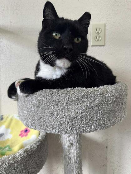 Stallone, ADOPTABLE, Senior Male Domestic Short Hair.