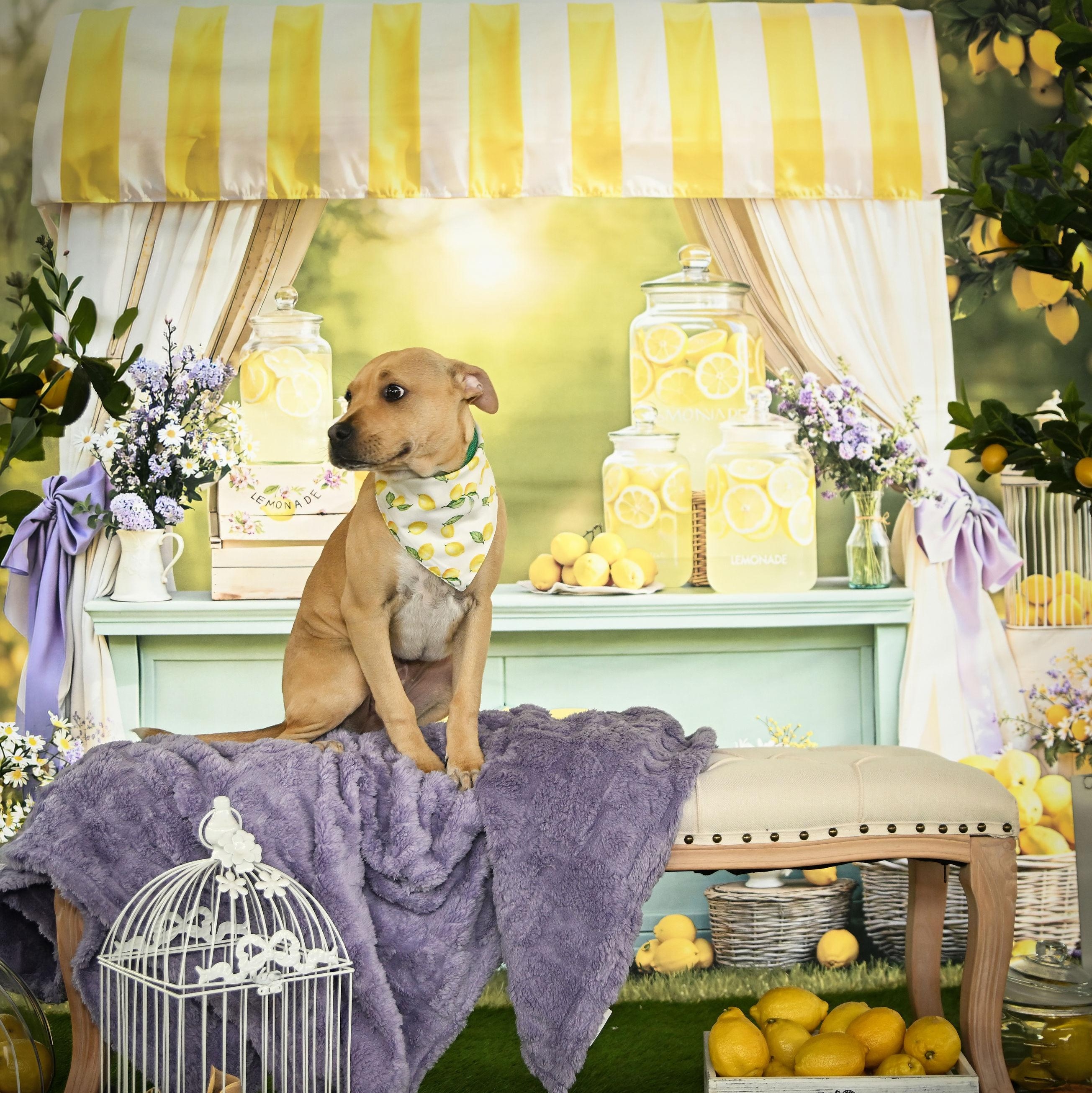 Enlarge Winnie, a Adoptable Pit Bull Terrier in Ferndale, WA image 3/6