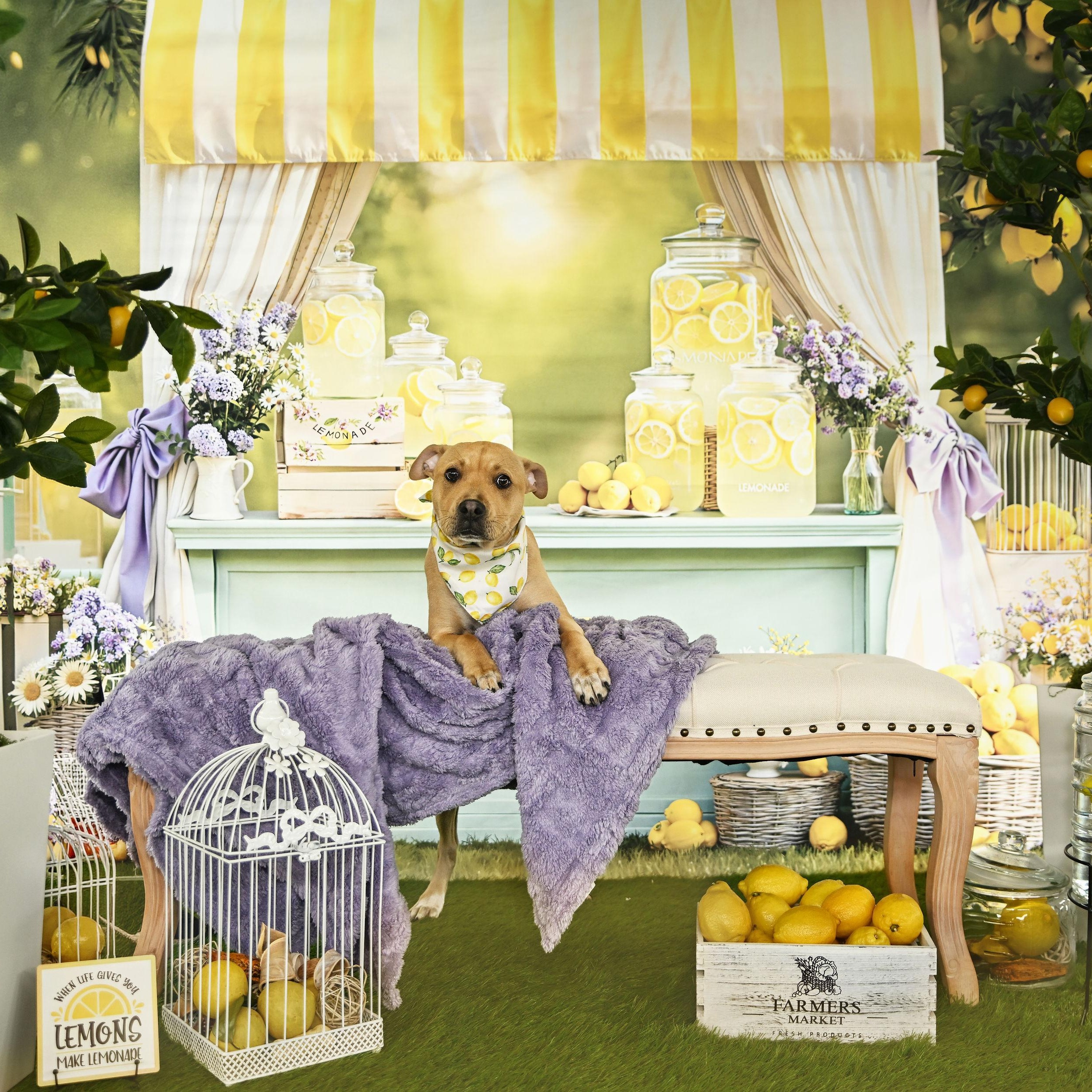 Enlarge Winnie, a Adoptable Pit Bull Terrier in Ferndale, WA image 6/6