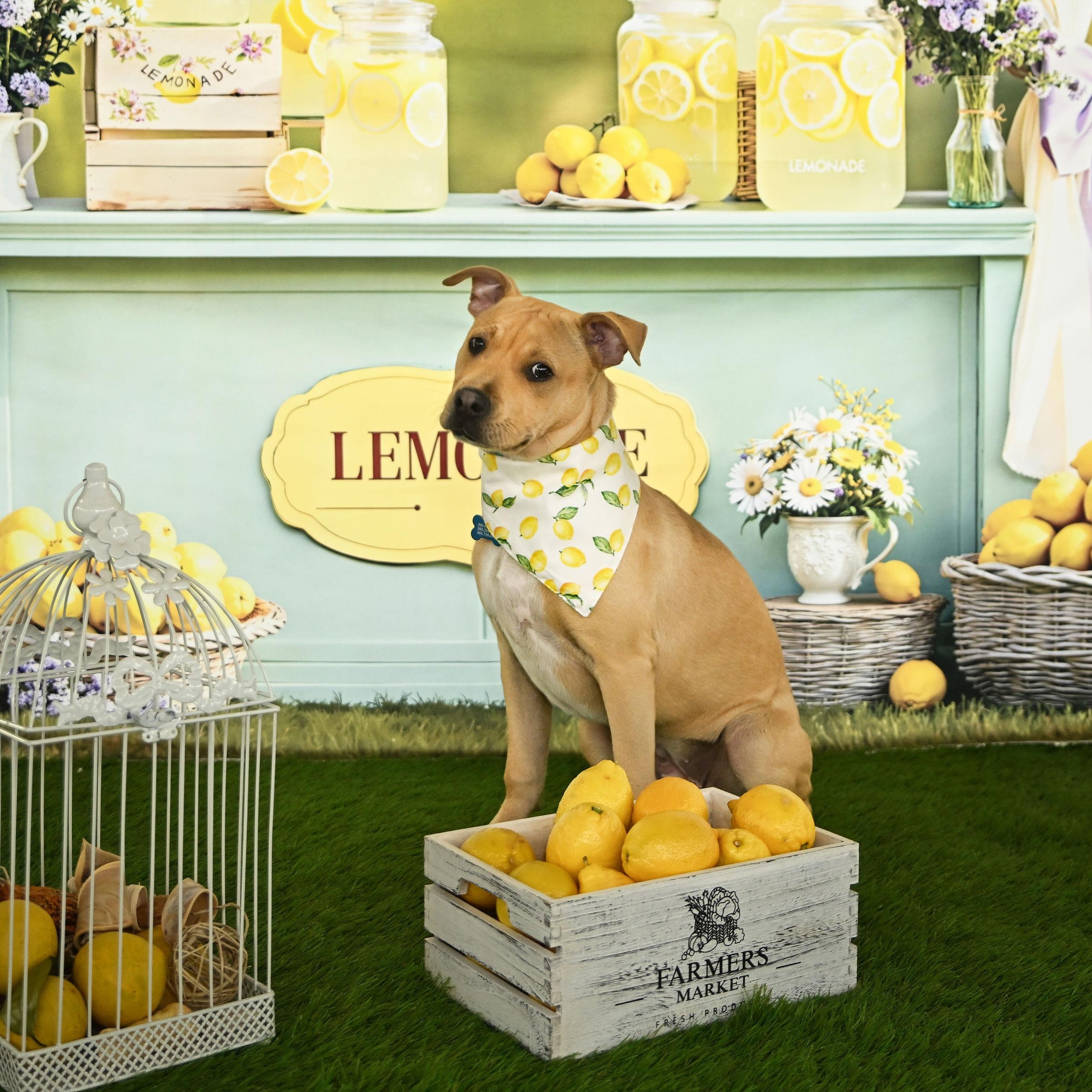 Enlarge Winnie, a Adoptable Pit Bull Terrier in Ferndale, WA image 4/6