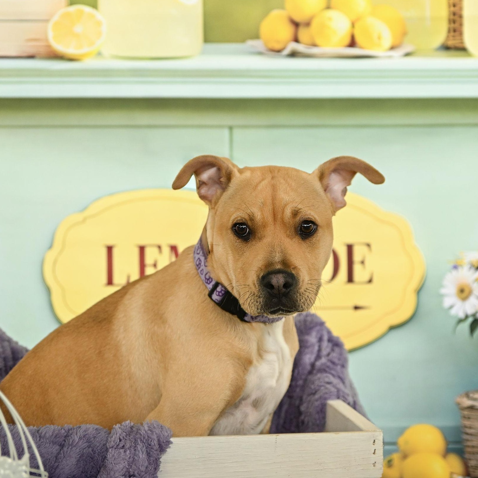 Winnie, Adoptable, Puppy Female Pit Bull Terrier.