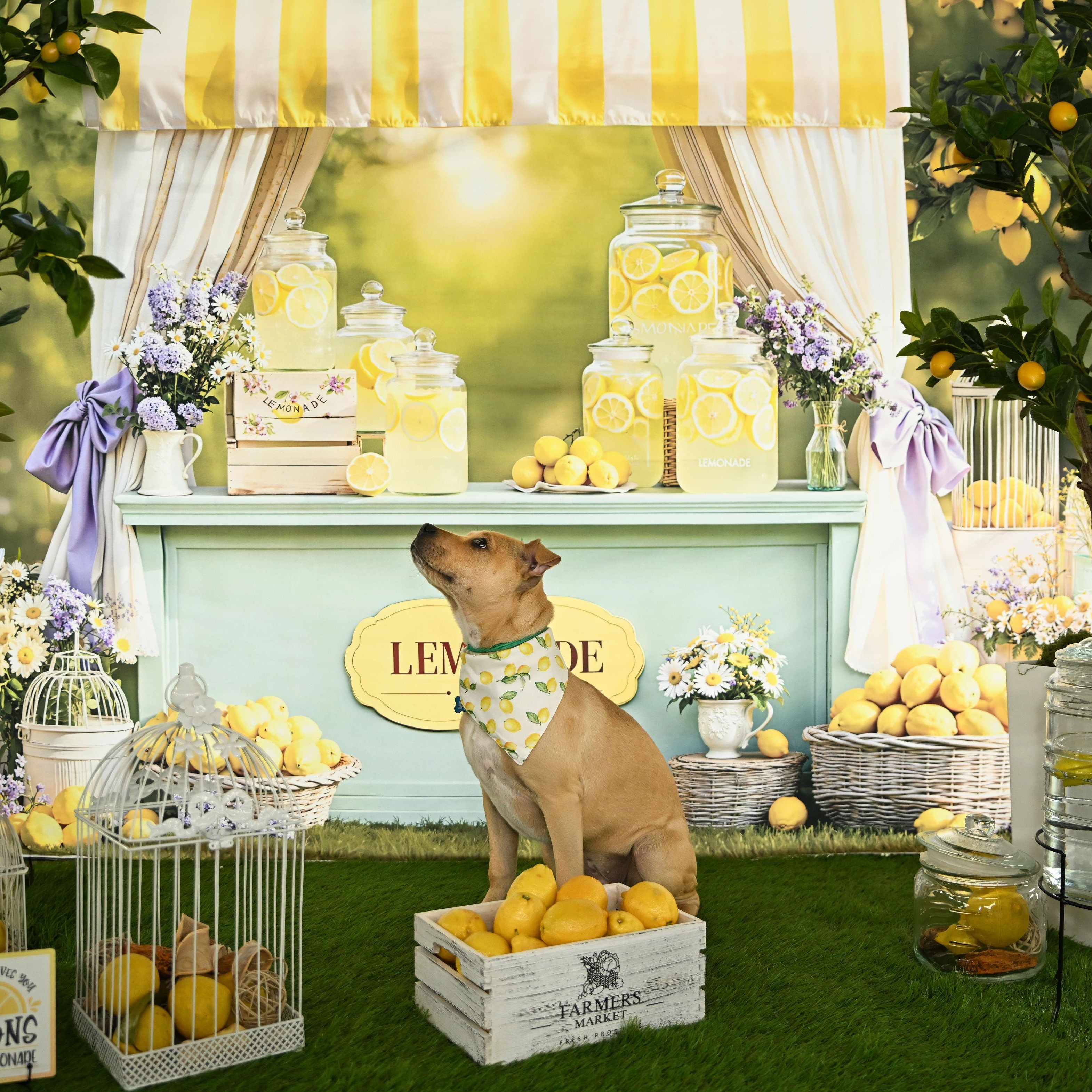 Enlarge Winnie, a Adoptable Pit Bull Terrier in Ferndale, WA image 2/6