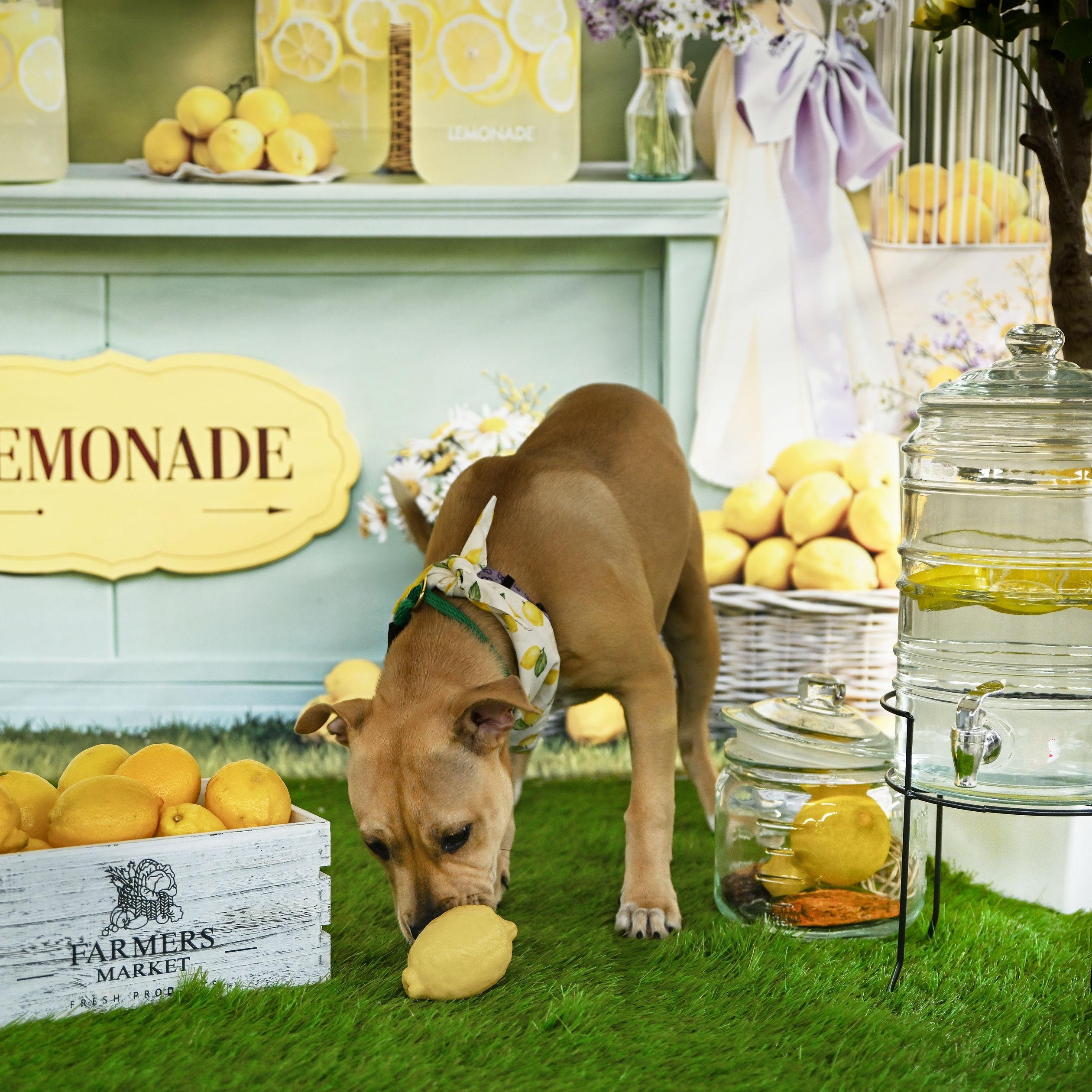 Enlarge Winnie, a Adoptable Pit Bull Terrier in Ferndale, WA image 5/6