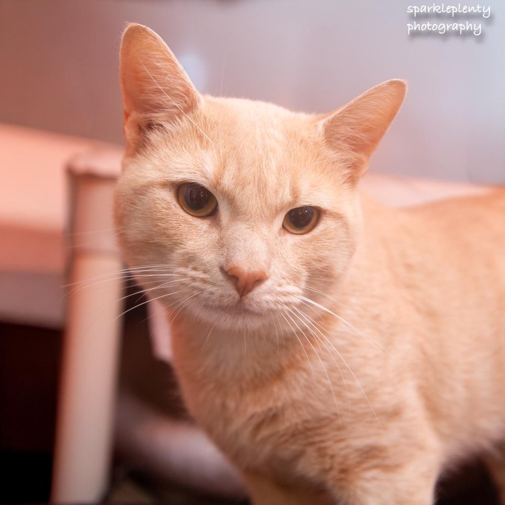 Enlarge Rumba, a Adoptable Domestic Short Hair in Ridgefield, CT image 4/6