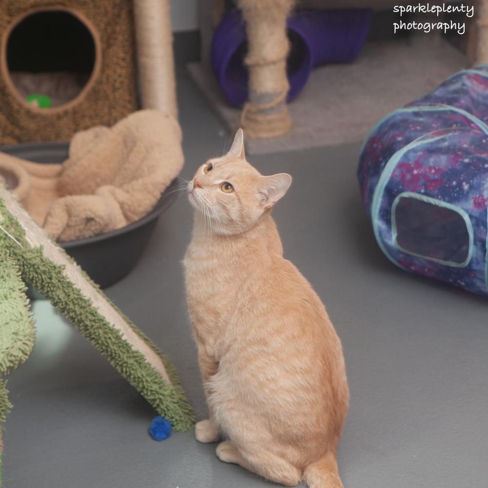 Enlarge Rumba, a Adoptable Domestic Short Hair in Ridgefield, CT image 3/6