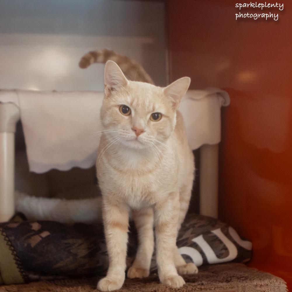 Rumba, Adoptable, Adult Male Domestic Short Hair.