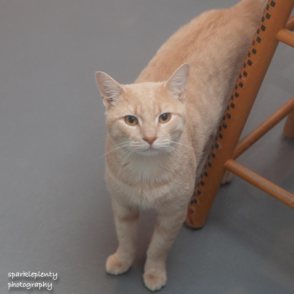 Enlarge Rumba, a Adoptable Domestic Short Hair in Ridgefield, CT image 2/6