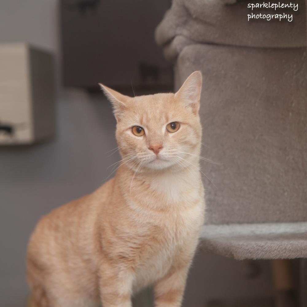 Enlarge Rumba, a Adoptable Domestic Short Hair in Ridgefield, CT image 6/6