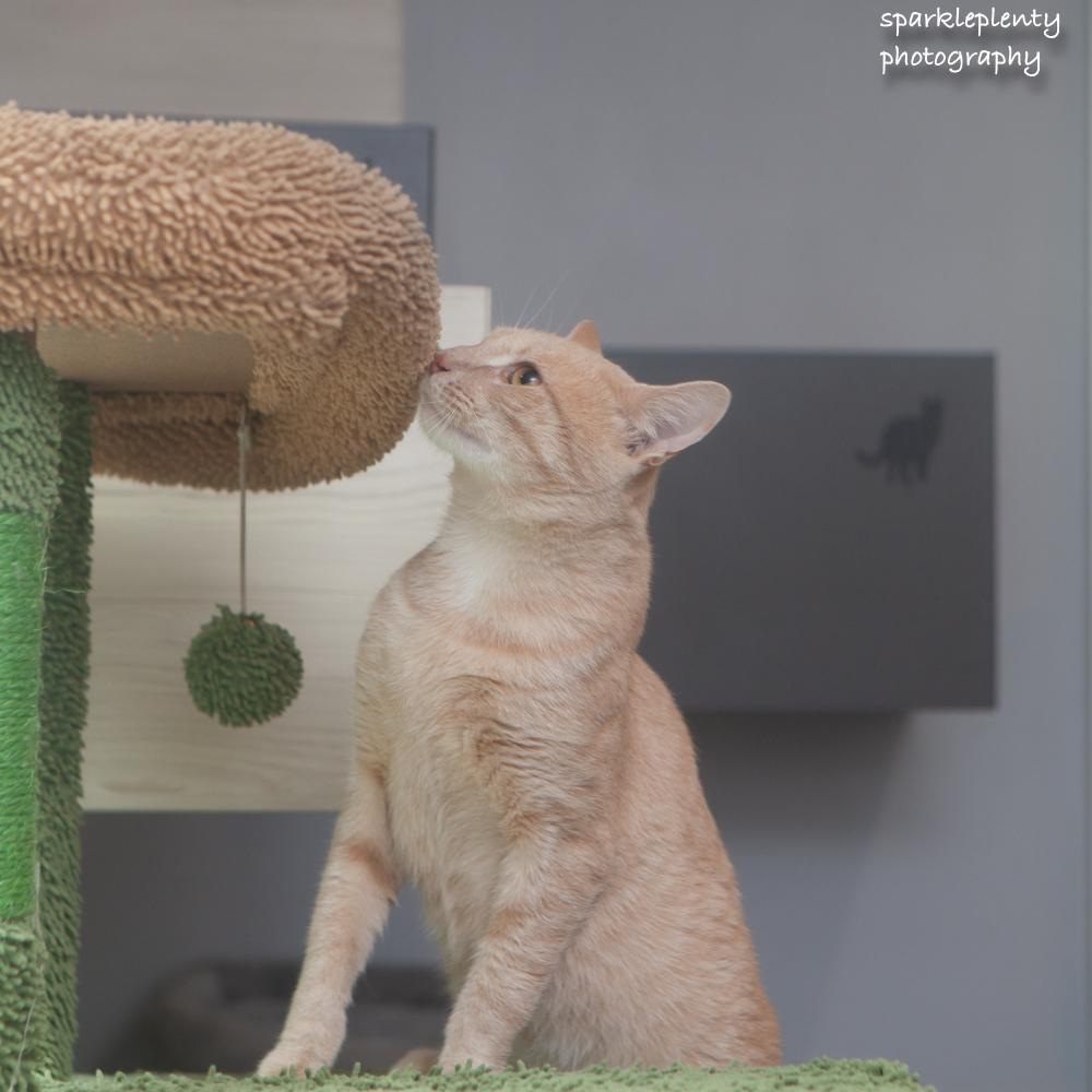 Enlarge Rumba, a Adoptable Domestic Short Hair in Ridgefield, CT image 5/6