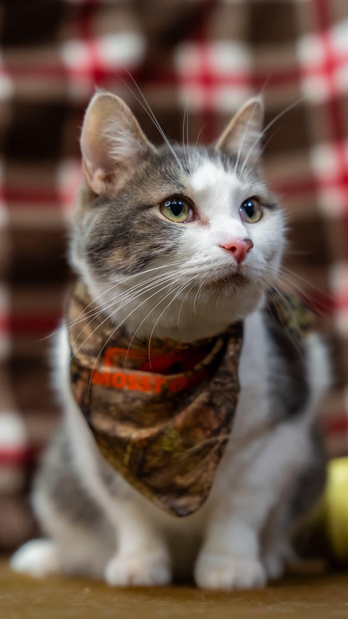 Scampi, a Adoptable Domestic Short Hair in Alexandria, IN image 1/2