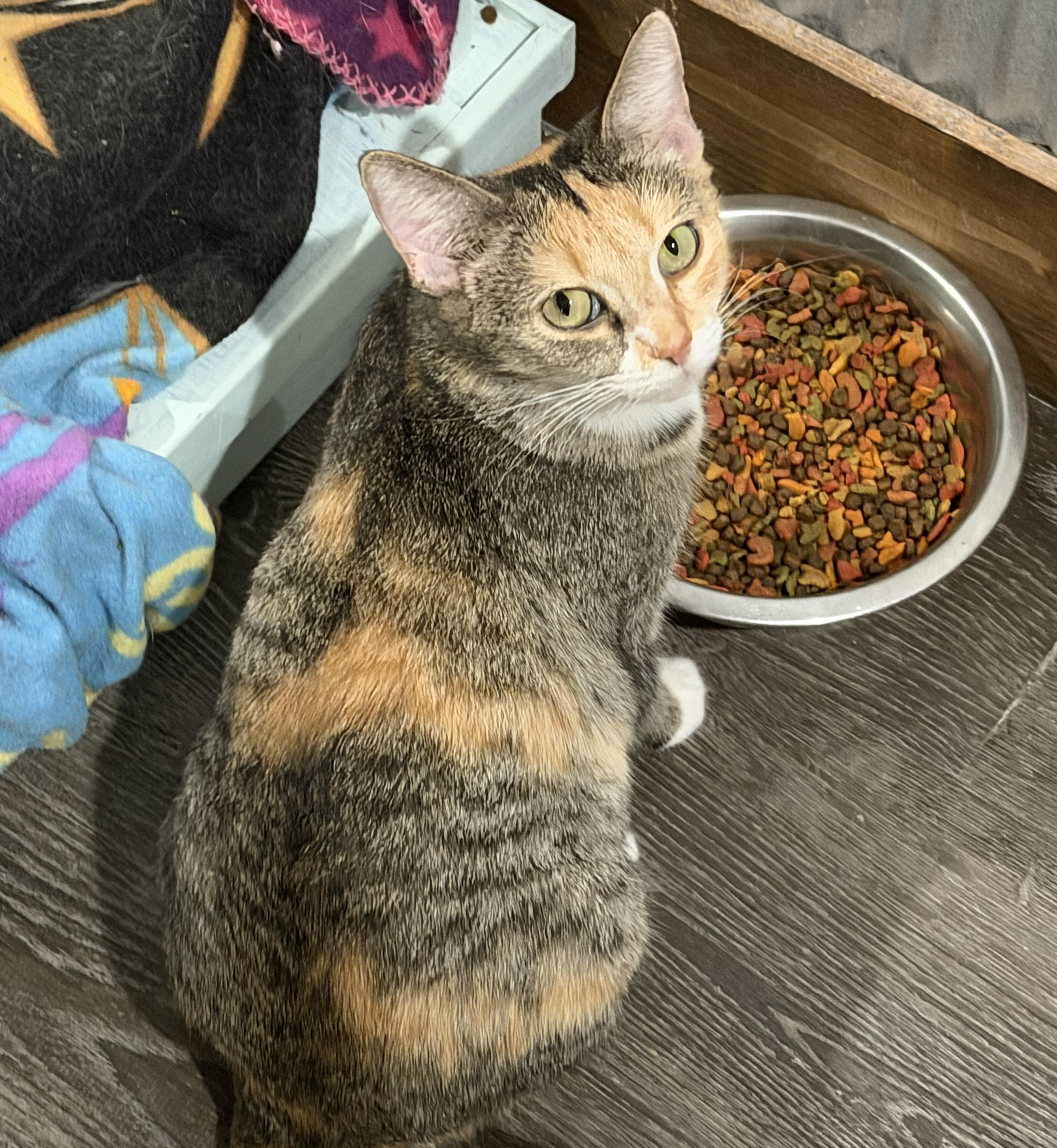 Enlarge Talulah, an adopted Domestic Short Hair in Fredericksburg, OH image 1/1