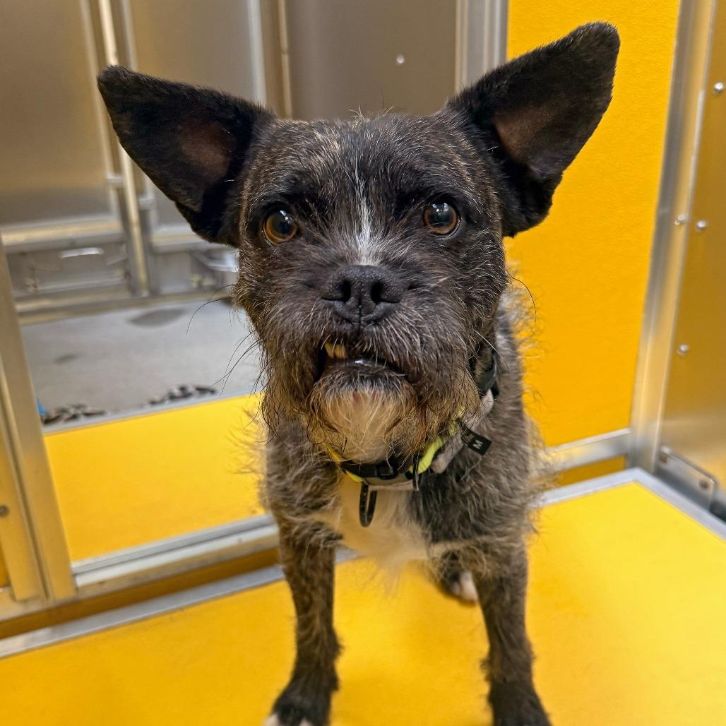 Enlarge Oscar, a Adoptable mixed breed in Murray, UT image 1/6