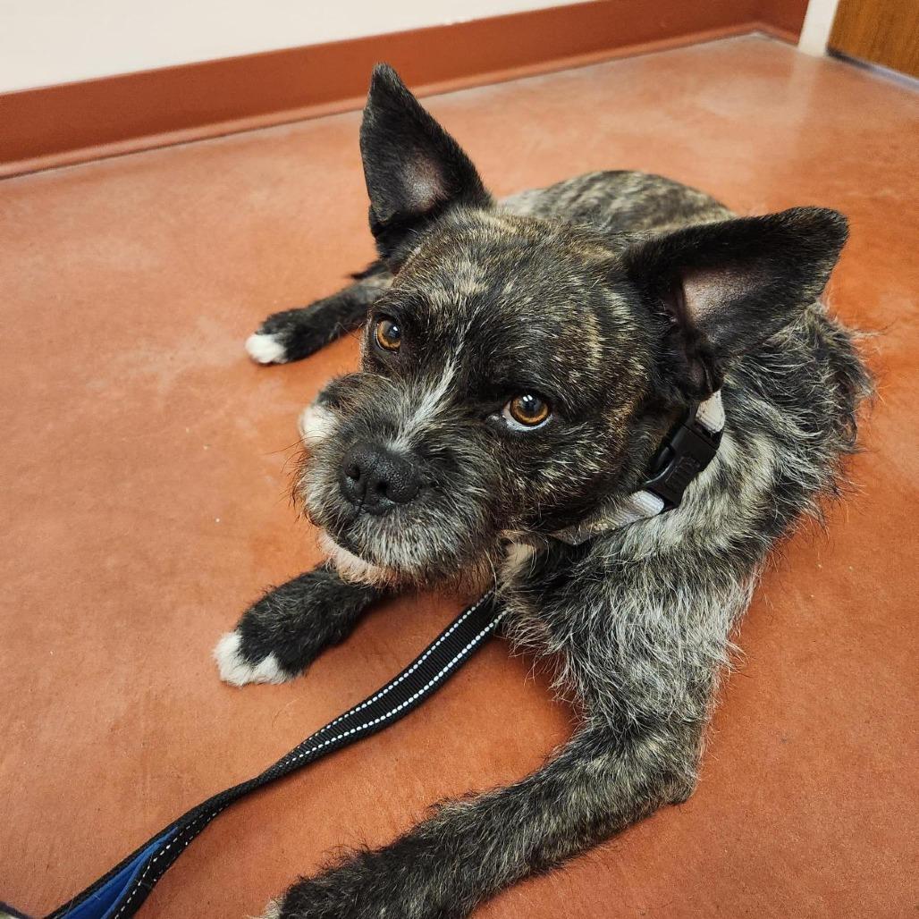 Enlarge Oscar, a Adoptable mixed breed in Murray, UT image 2/6