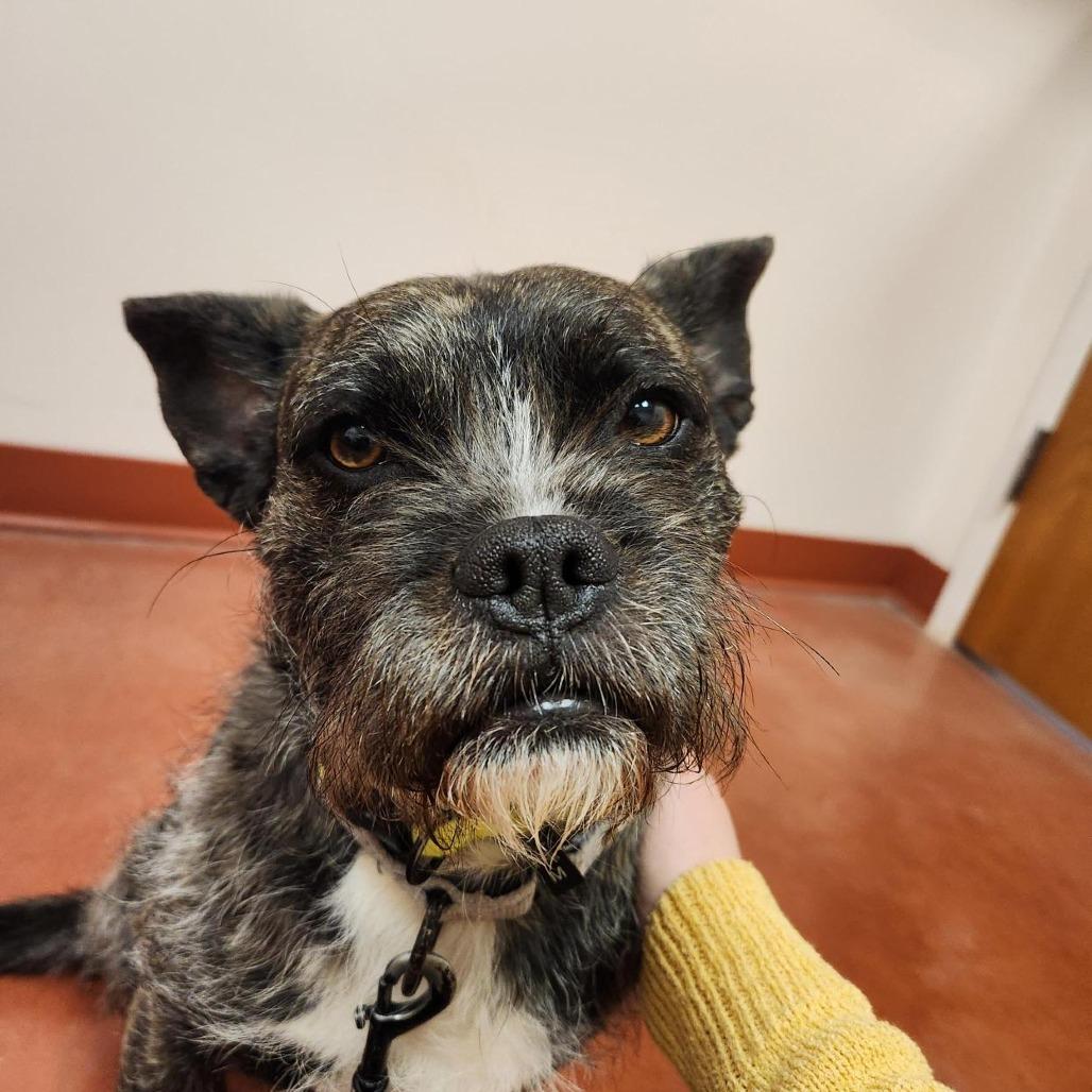 Enlarge Oscar, a Adoptable mixed breed in Murray, UT image 3/6