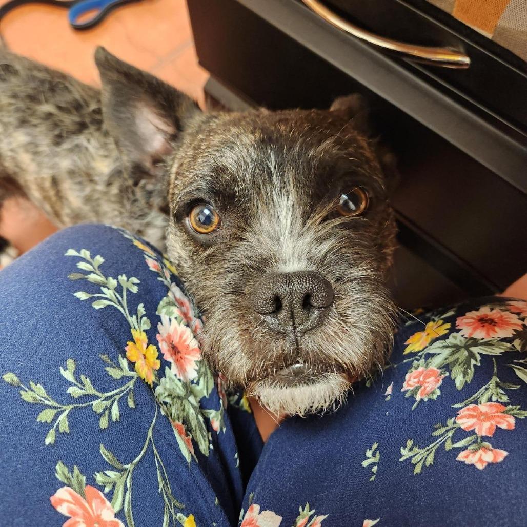 Enlarge Oscar, a Adoptable mixed breed in Murray, UT image 4/6