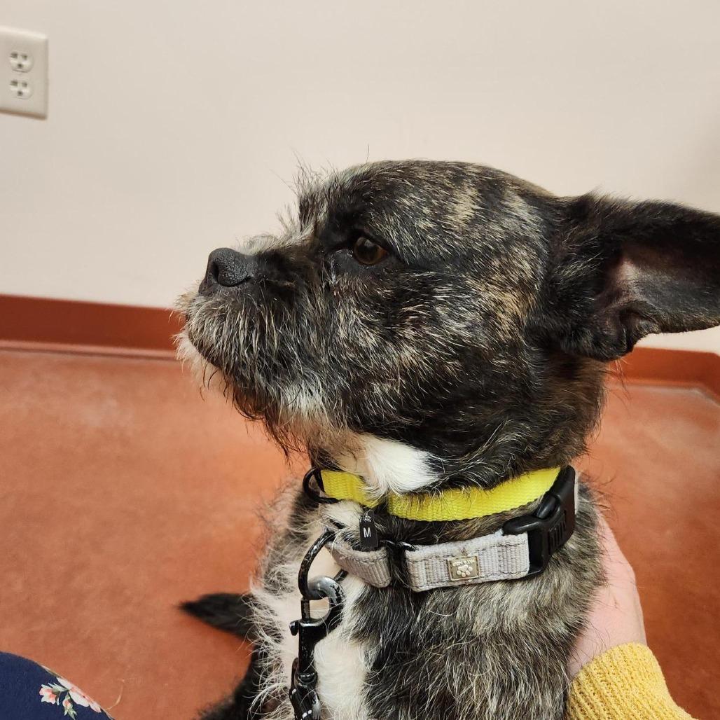 Enlarge Oscar, a Adoptable mixed breed in Murray, UT image 5/6