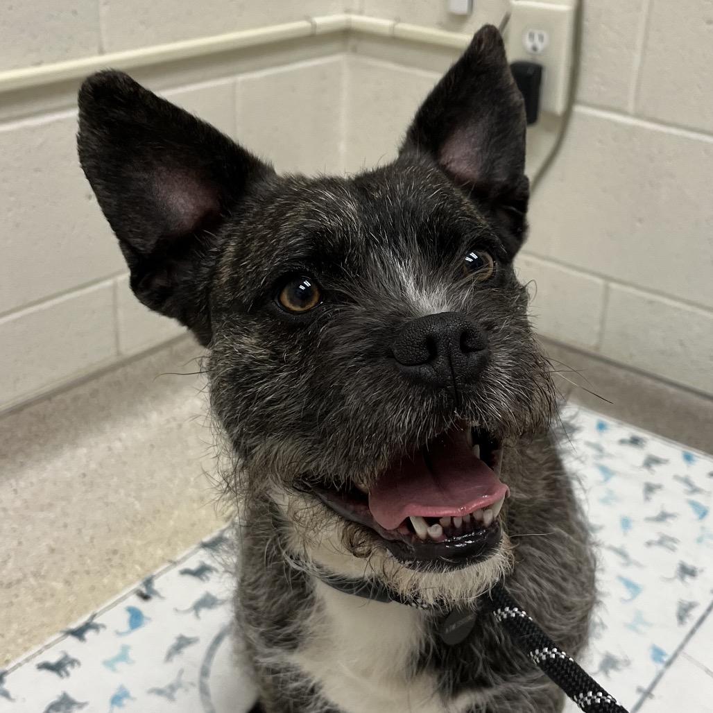 Oscar, Adoptable, Adult Male Terrier & Mixed Breed.