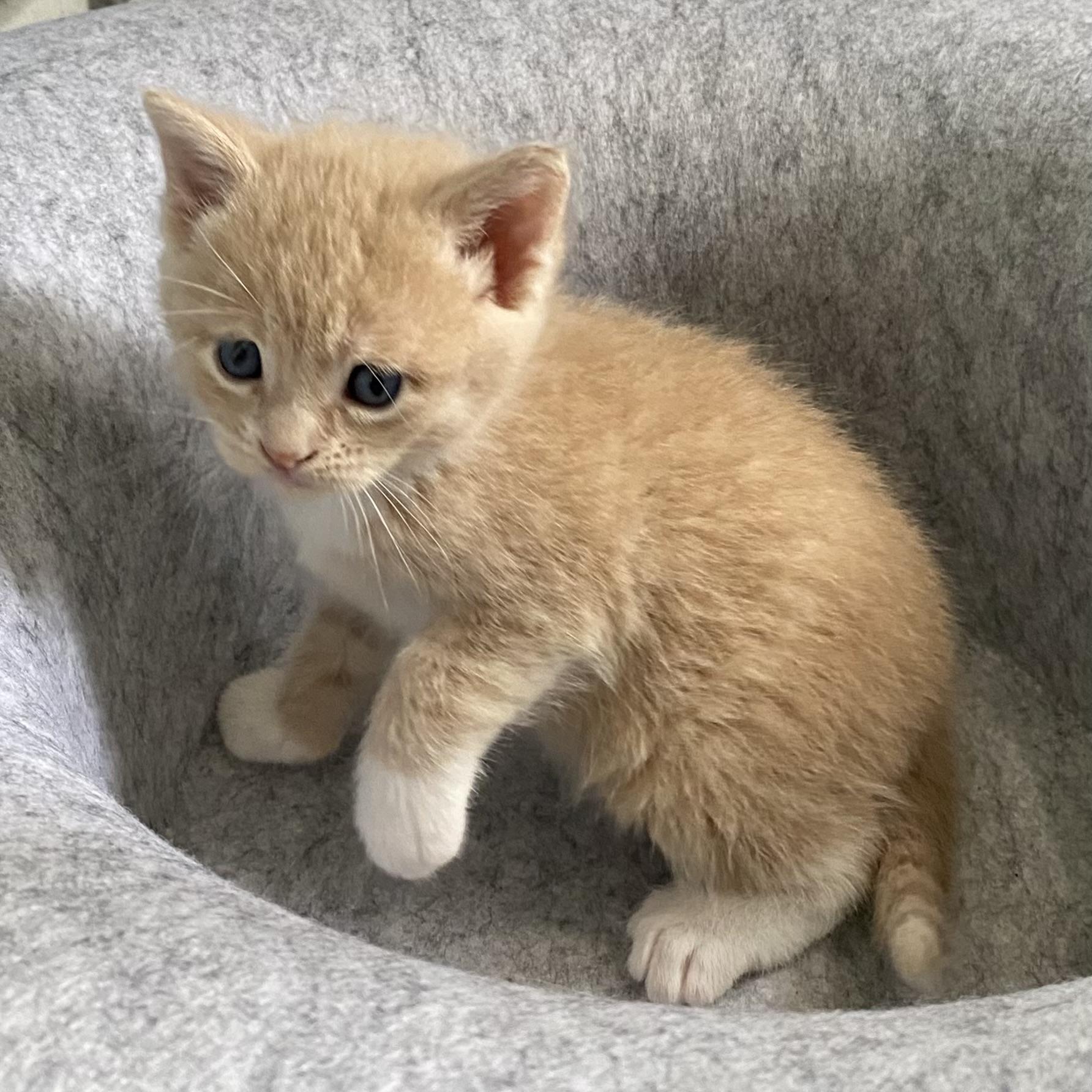 Lou, an adopted Domestic Short Hair in Stanstead, QC image 3/5