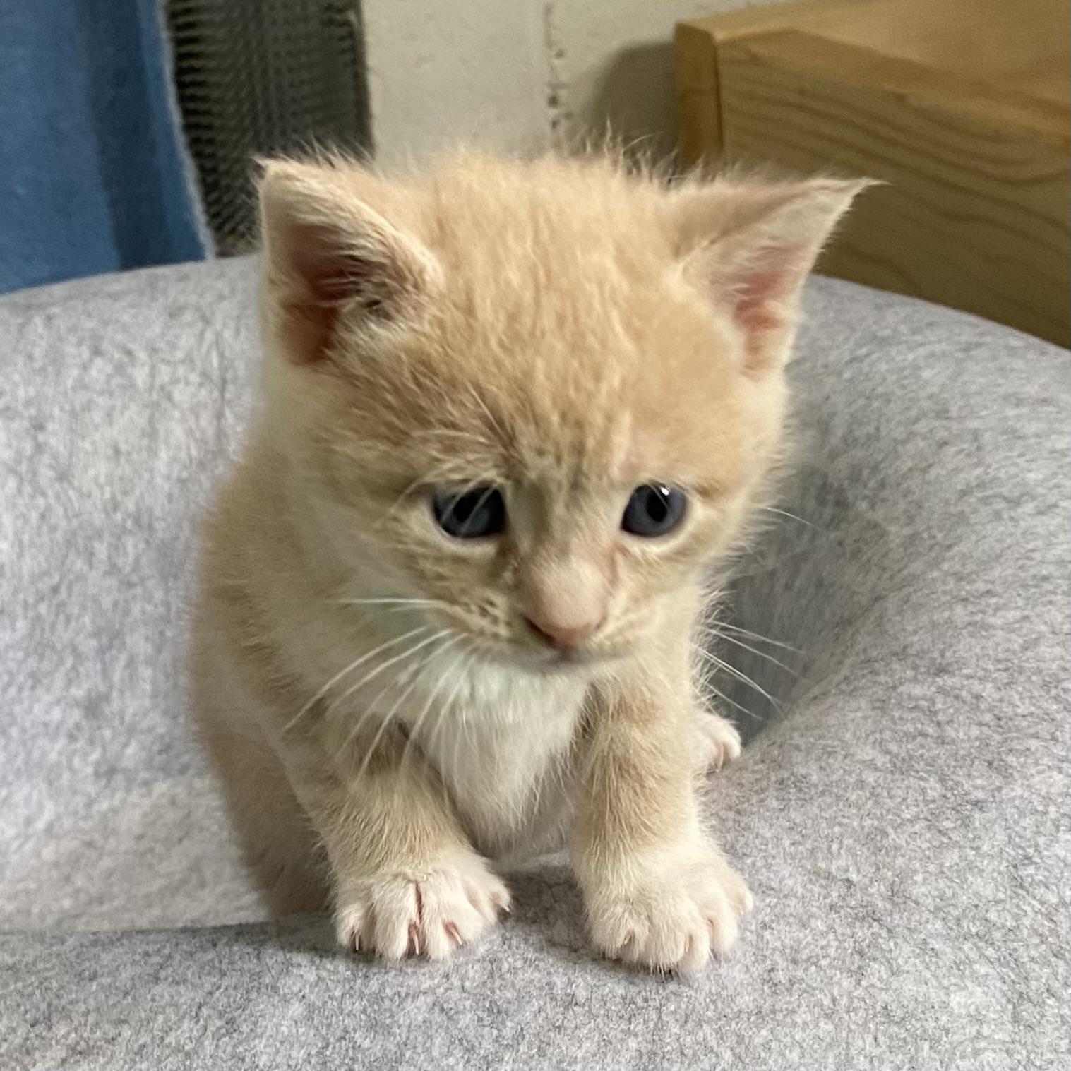 Lou, an adopted Domestic Short Hair in Stanstead, QC image 2/5
