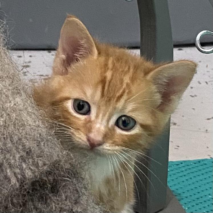 Lou, adopted, Kitten Male Domestic Short Hair.