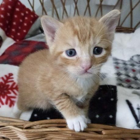 Lou, an adopted Domestic Short Hair in Stanstead, QC image 5/5