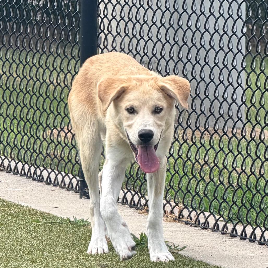 Wilbur, a Adoptable mixed breed in Bryan, TX image 1/6
