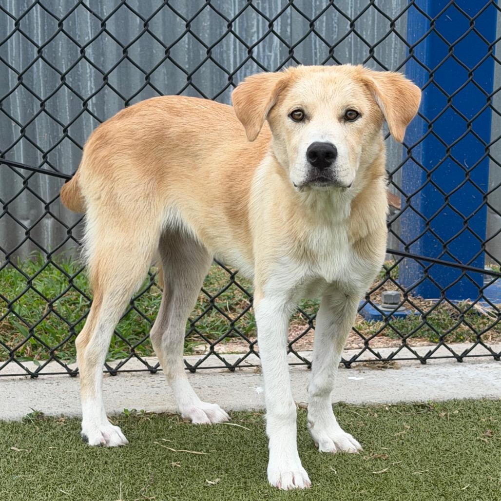 Wilbur, a Adoptable mixed breed in Bryan, TX image 2/6