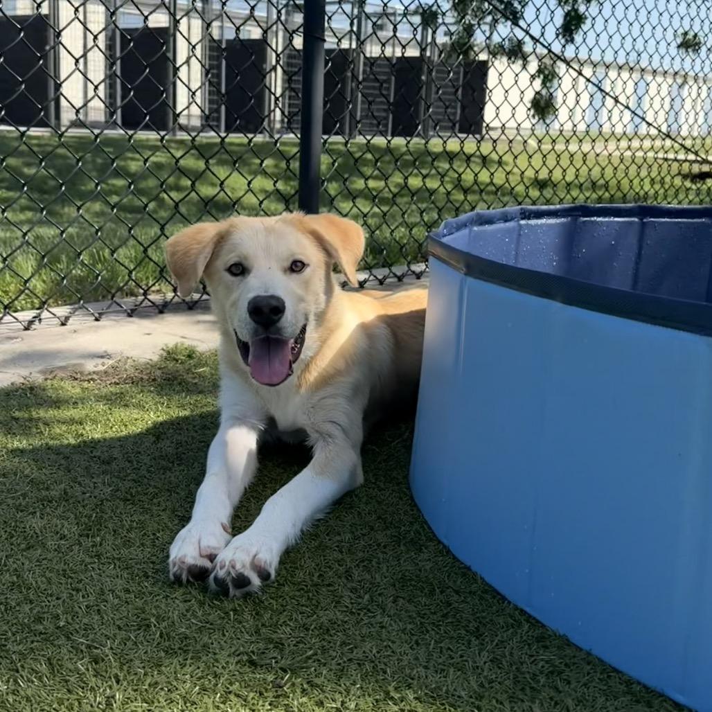 Wilbur, a Adoptable mixed breed in Bryan, TX image 3/6