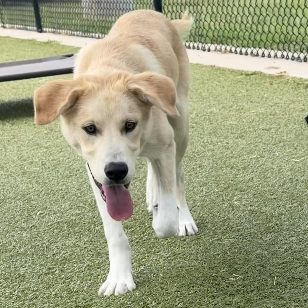 Wilbur, a Adoptable mixed breed in Bryan, TX image 4/6