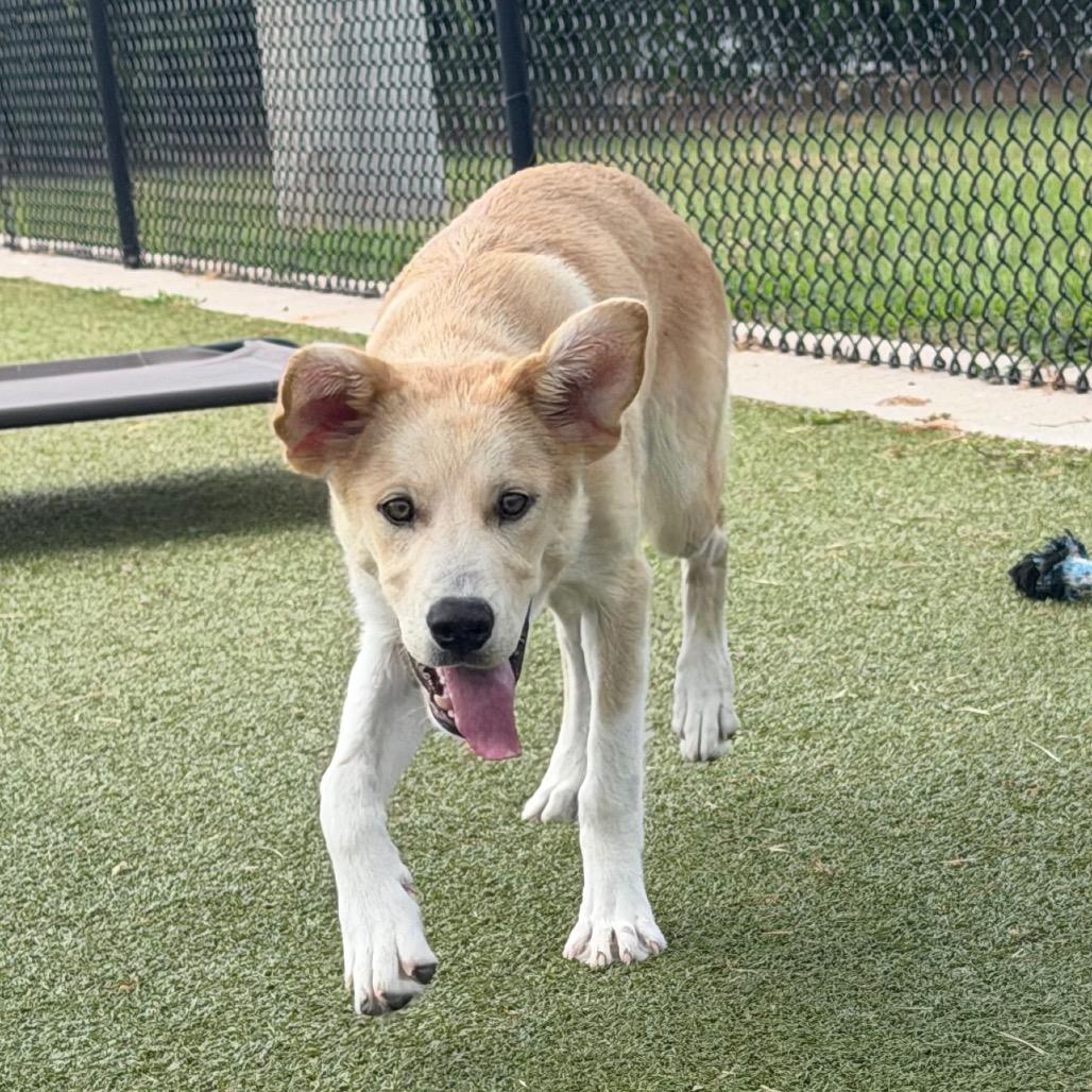 Wilbur, a Adoptable mixed breed in Bryan, TX image 5/6