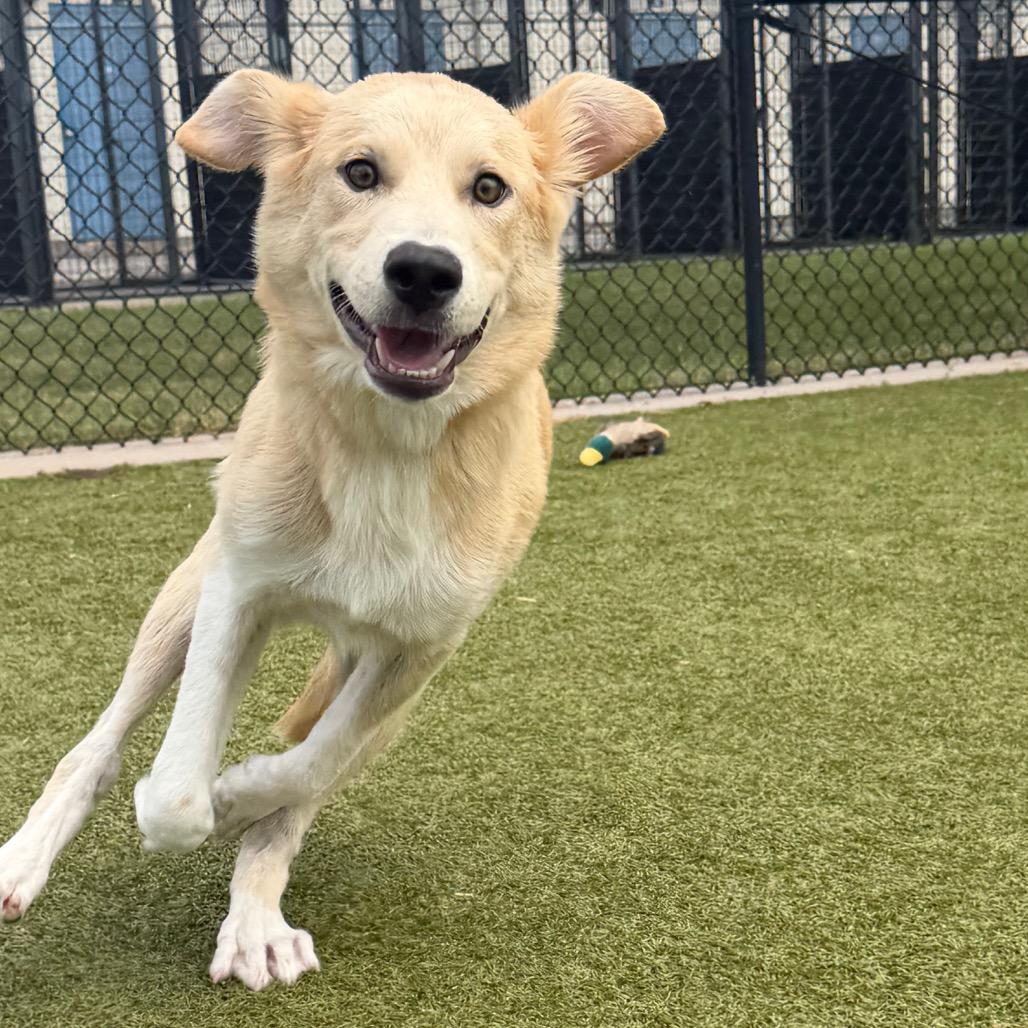 Wilbur, a Adoptable mixed breed in Bryan, TX image 6/6