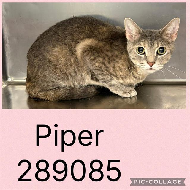 Enlarge PIPER, a Adoptable Domestic Short Hair in Macon, GA image 1/1