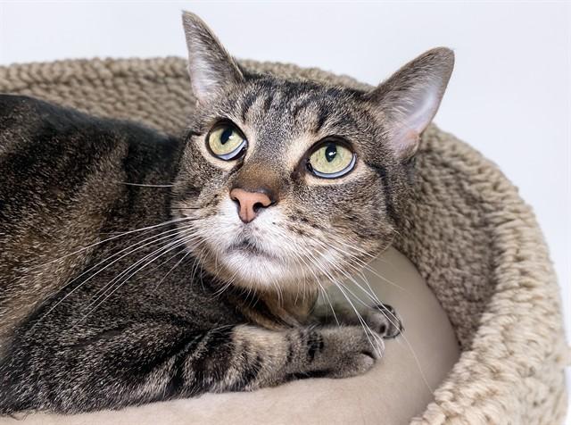FUTABA, Adoptable, Adult Female Domestic Short Hair.