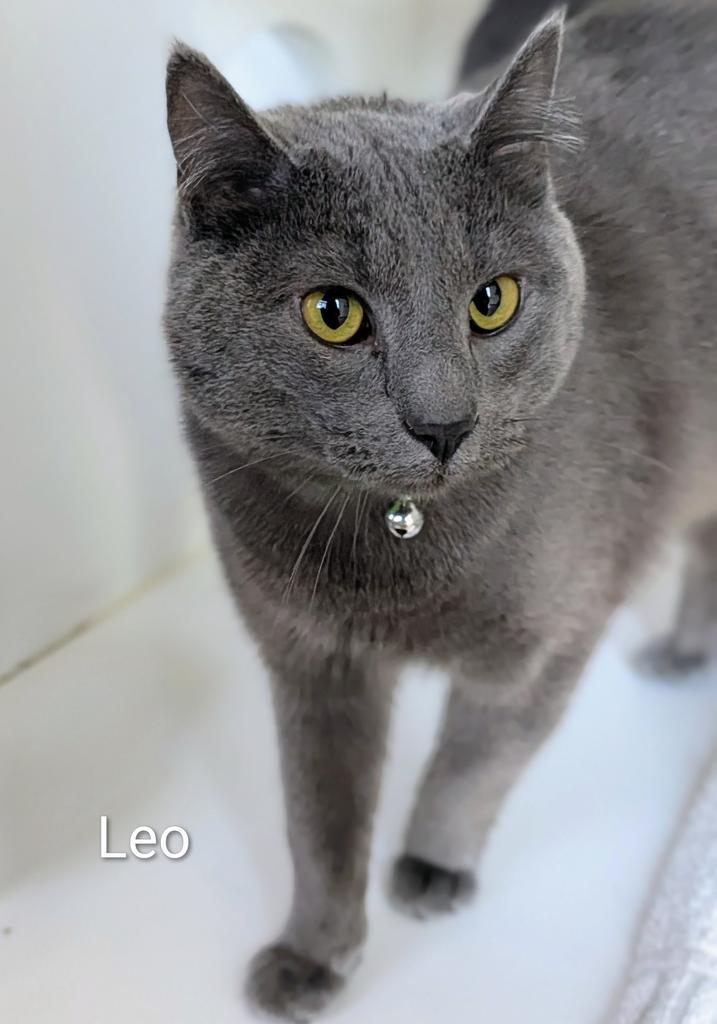 Enlarge Leo, a Adoptable mixed breed in Greenfield, IN image 1/3