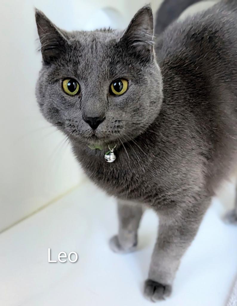Enlarge Leo, a Adoptable mixed breed in Greenfield, IN image 2/3