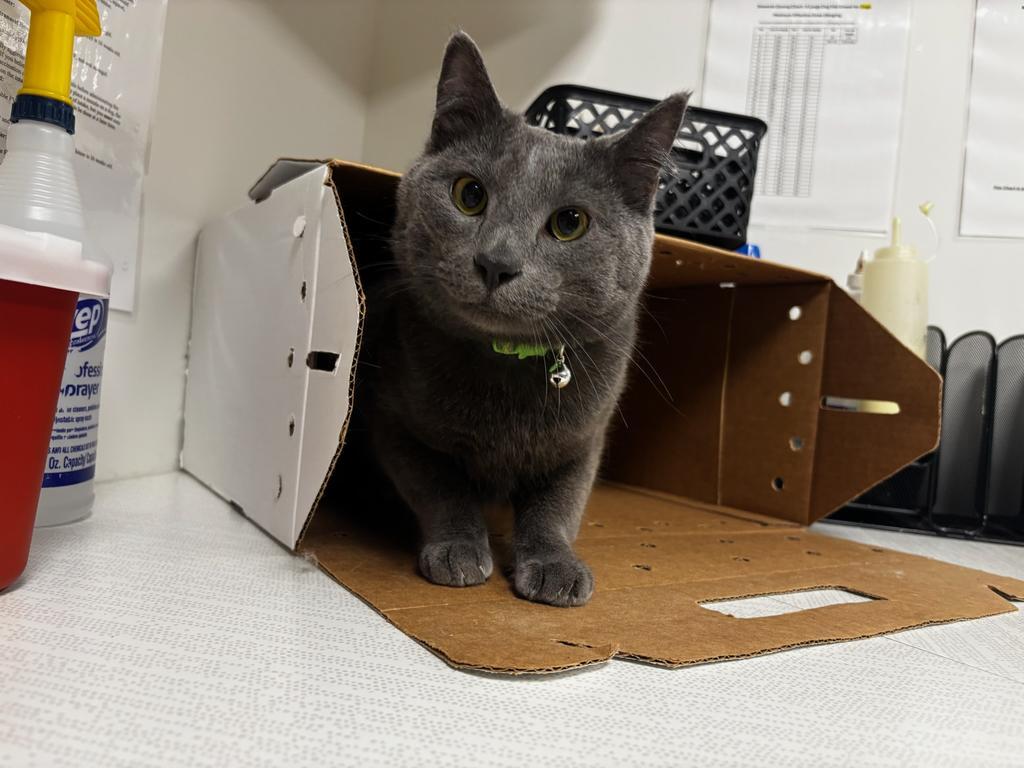 Enlarge Leo, a Adoptable mixed breed in Greenfield, IN image 3/3