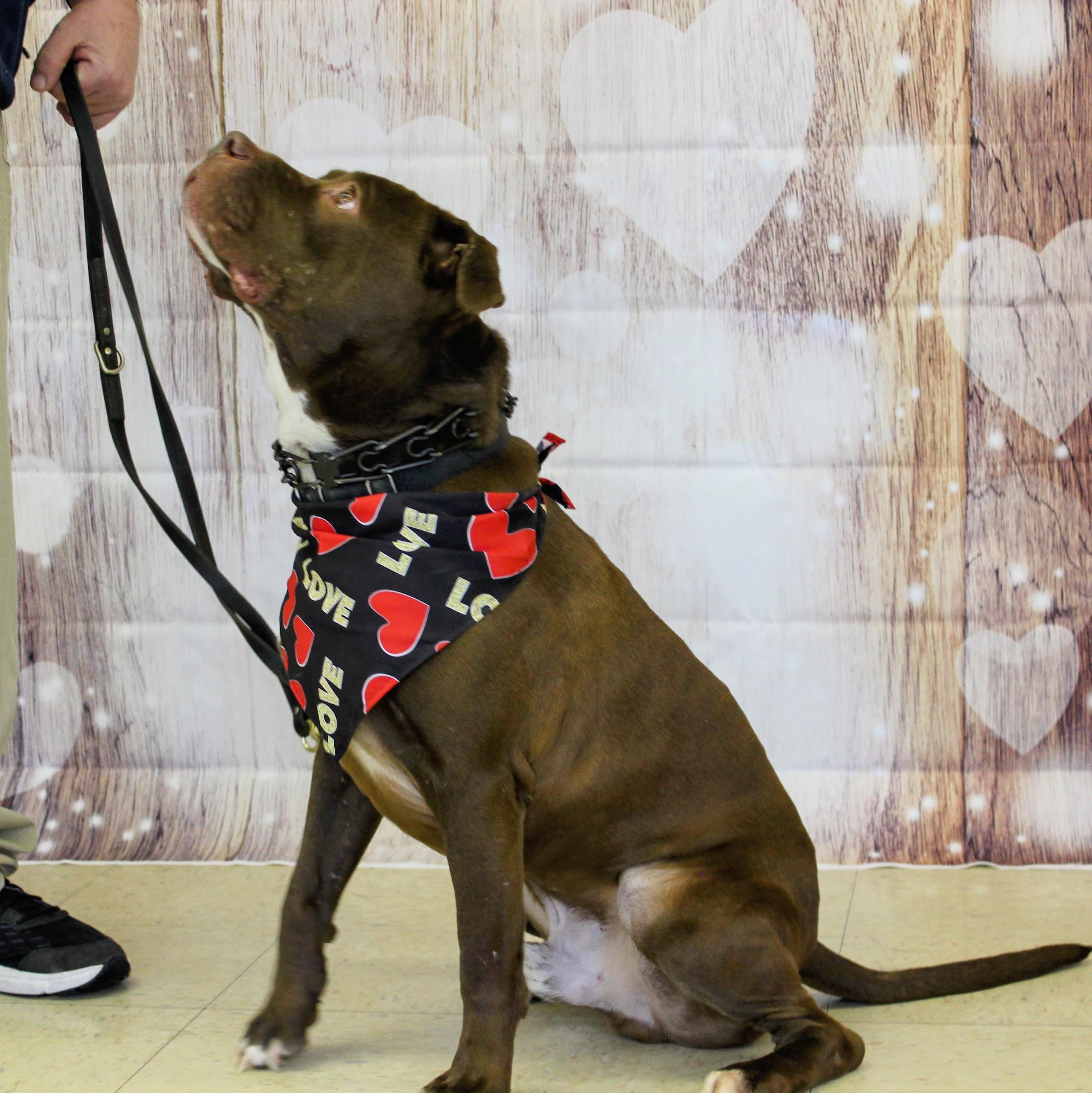 Enlarge ZEUS  (Cross-Post), a Adopted Pit Bull Terrier in Pelham, NH image 3/6