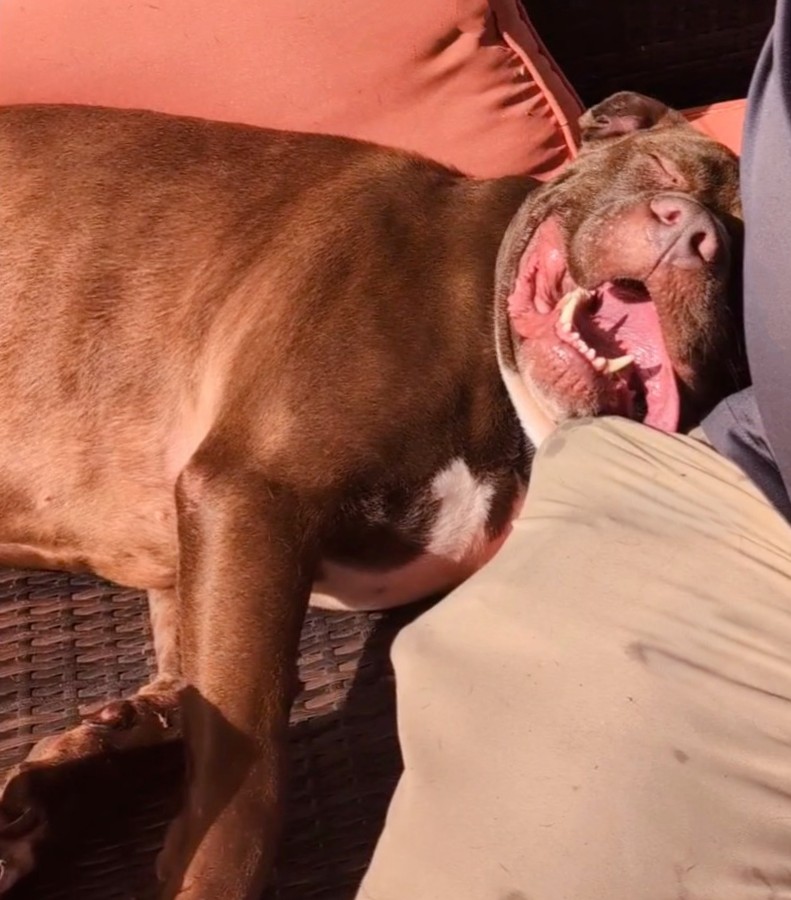 Enlarge ZEUS  (Cross-Post), a Adopted Pit Bull Terrier in Pelham, NH image 5/6