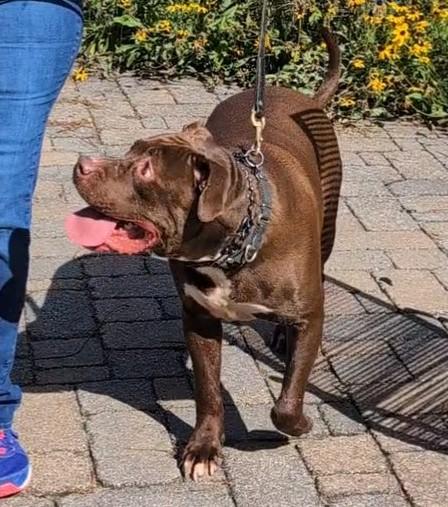 Enlarge ZEUS  (Cross-Post), a Adopted Pit Bull Terrier in Pelham, NH image 6/6